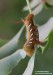 lišaj (Motýli), Eumorpha achemon (Lepidoptera)